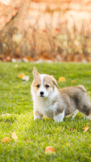 Dog463