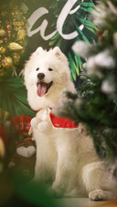Dog (10)