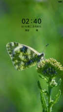 蝴蝶