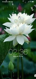 White Lotus