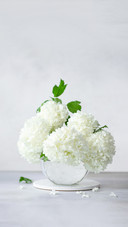 Delicate Spring Bouquet of Viburnum Opulus