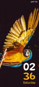 colourful parrot