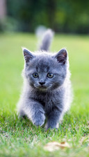 Blue Cat Walking on The Grass
