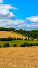 Rural landscape agricultural picture