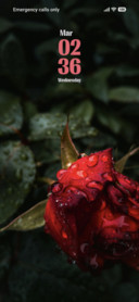 Red Rose