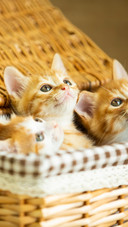 The three little orange cats in the basket