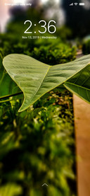 Leaf Surface_DWM3