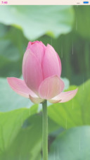 夏雨荷