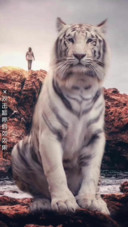 AE白巨虎