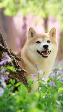 The shiba inu behind the tree