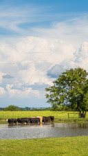 rural cow drinking pond water