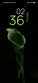 Leaf Texture