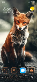 Wild Fox