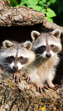 Two raccoons in the tree hole