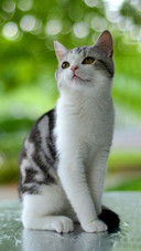 Pet cat38