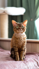 Devonrex cat is sitting on the bed in the room