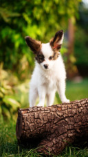 Dog (6)