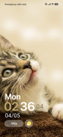 Purrfect Moments