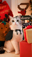 Cat (2)