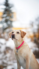White dog Labrador retriever in winter