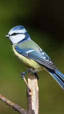 The swedish tit perches on the branches