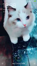 猫咪