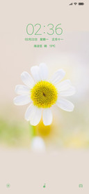 清新白菊