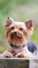 Dog (8)