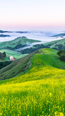 Half a ridge is covered with yellow flowers and a river