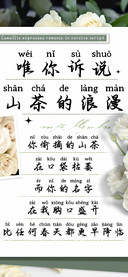 唯你诉说山茶的浪漫