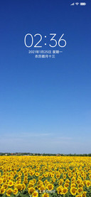 向日葵