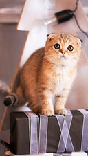 猫咪身上的人类卧底