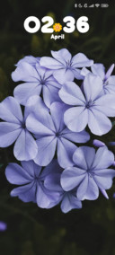 Purple Blossom