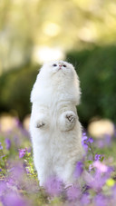 When a cat steps on you its being cute