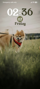 Puppy