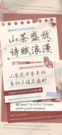 山茶盛放诗赋浪漫