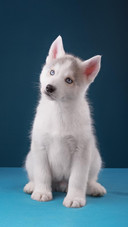 Dog311