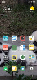 panda