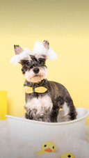 Dog399