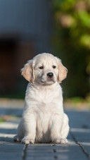 Cute Puppy Sitting on The Ground