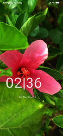 Beauty_DWM3