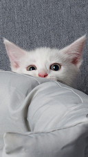 The kitten poked its head out from behind the sofa