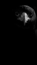 Black Eagle Light