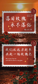 落日玫瑰永不落俗