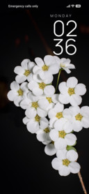Snow Bloom