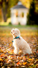Dog Portrait in Autumn