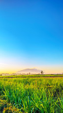 Blue sky field 2