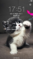呆萌小猫咪