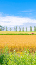 View of the seven hills in Meine, Hokkaido