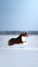 Dog in the winter in nature